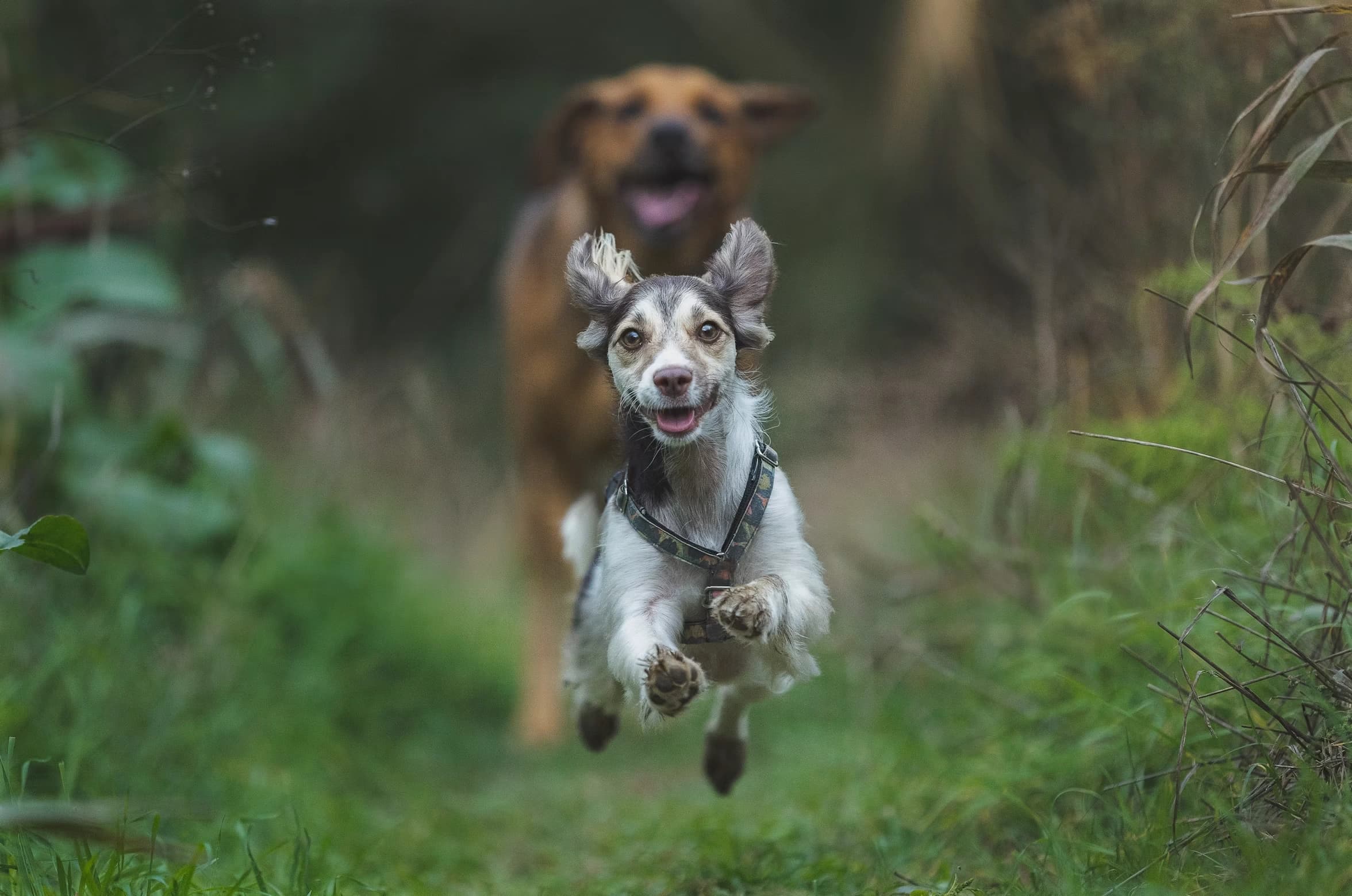 A dog running through a sunlit meadow at KOVA Sonoma