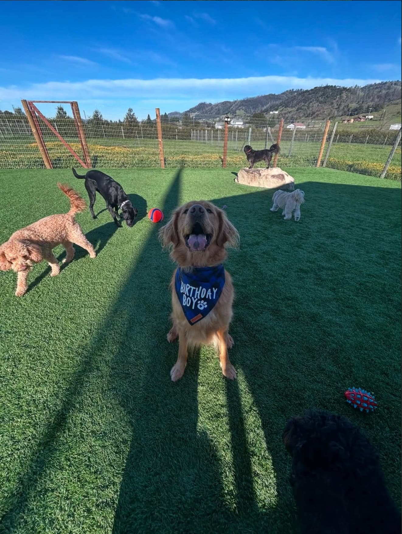 Dogs running together on the open turf