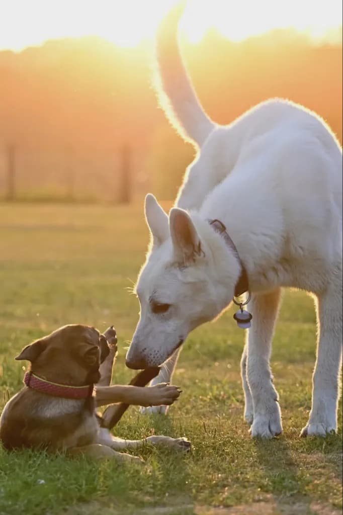 Two dogs nuzzling on the grass at sunset at KOVA Sonoma