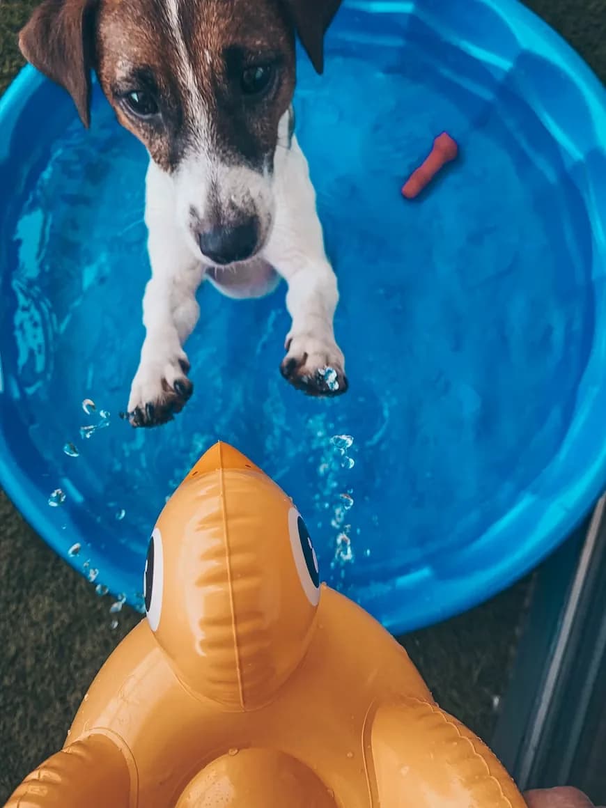 A dog wading through the pool