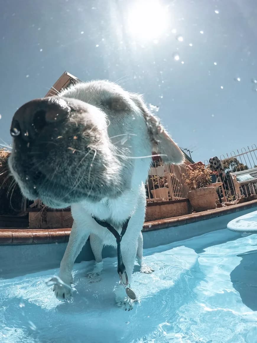 A dog diving into the pool