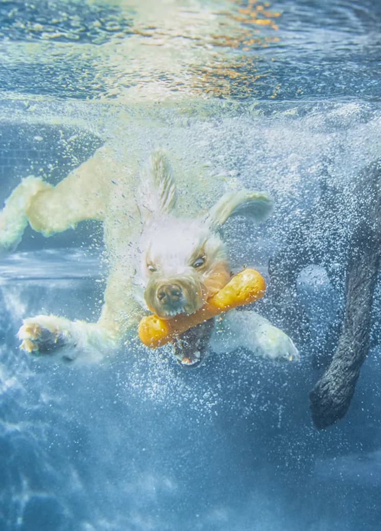 Duke leaping into the pool