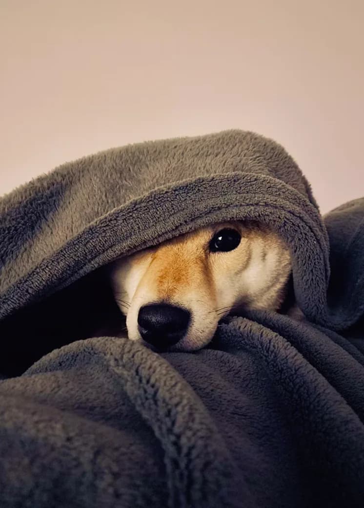 Duke curled up for a sleepover