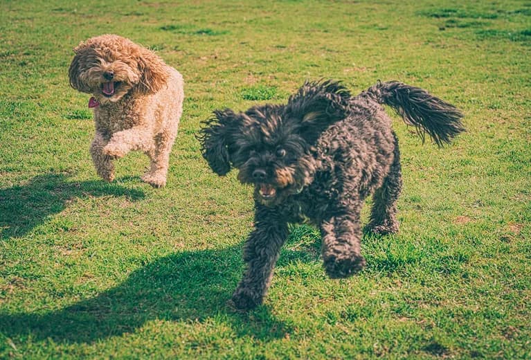Two dogs playing on the lawn