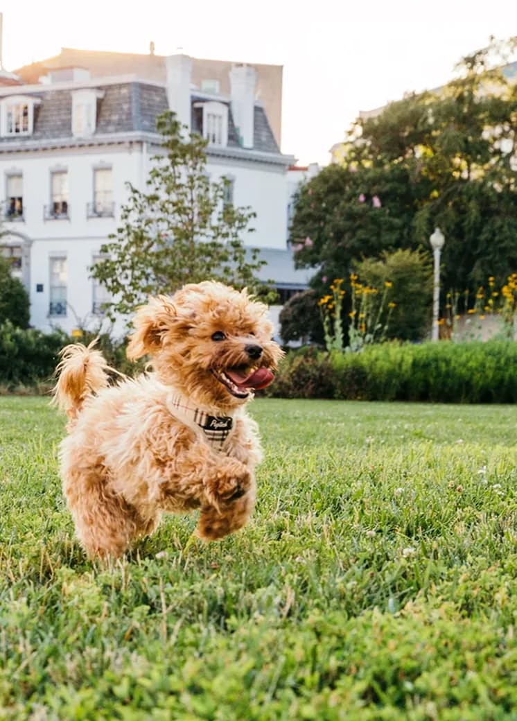 A poodle running by the estate