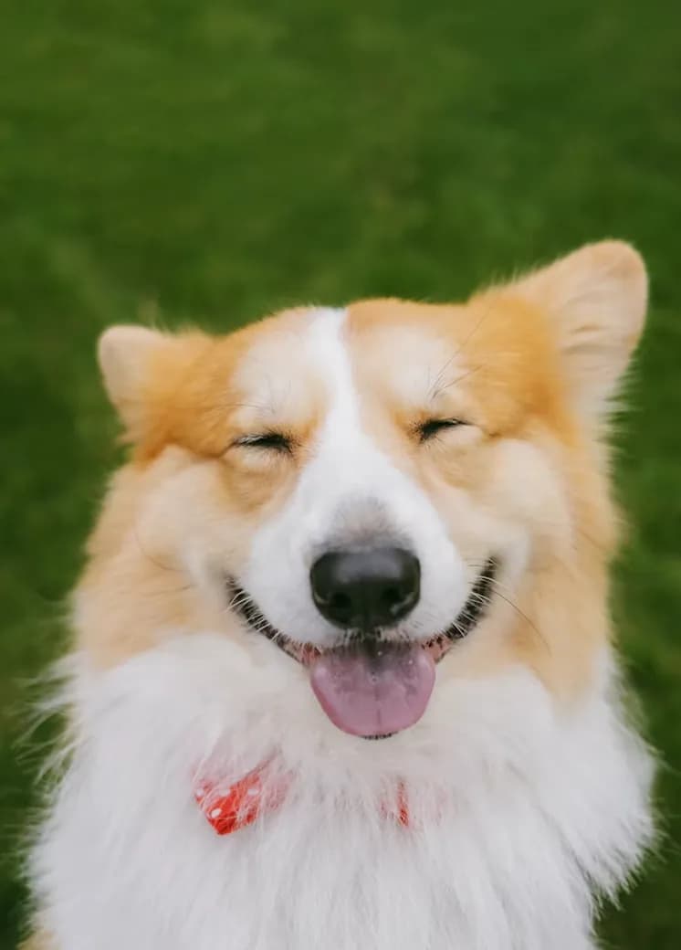 A smiling corgi