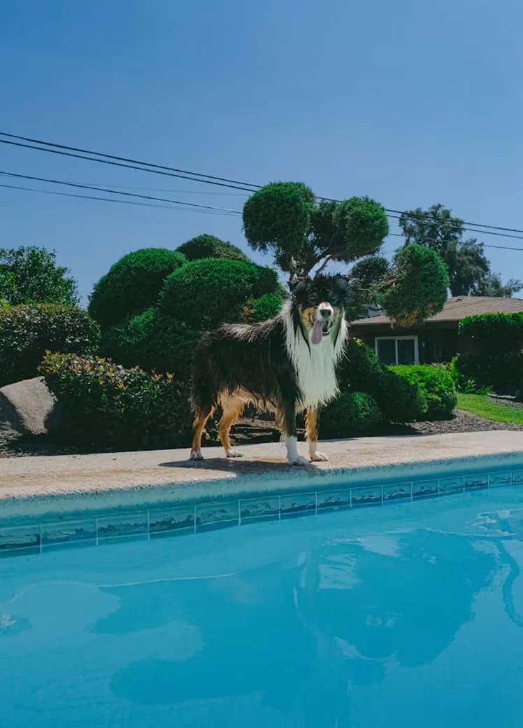 A dog leaping by the pool