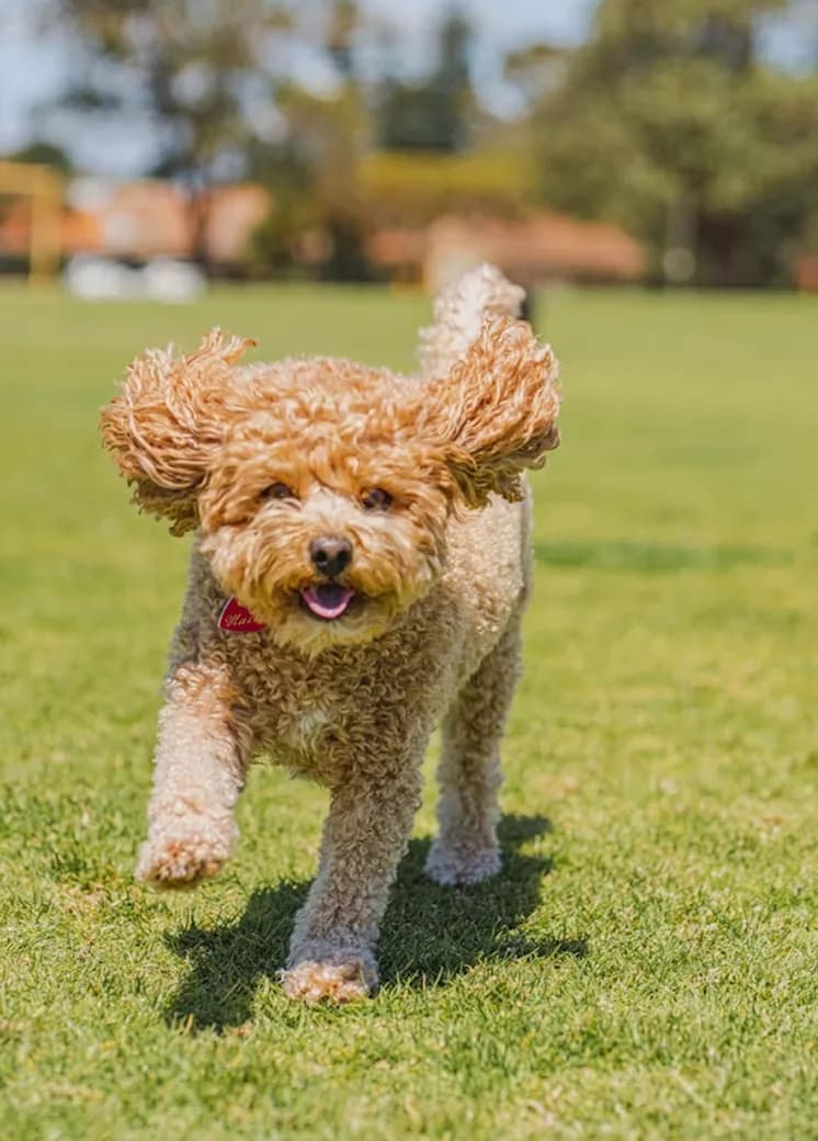 A poodle running on the grass