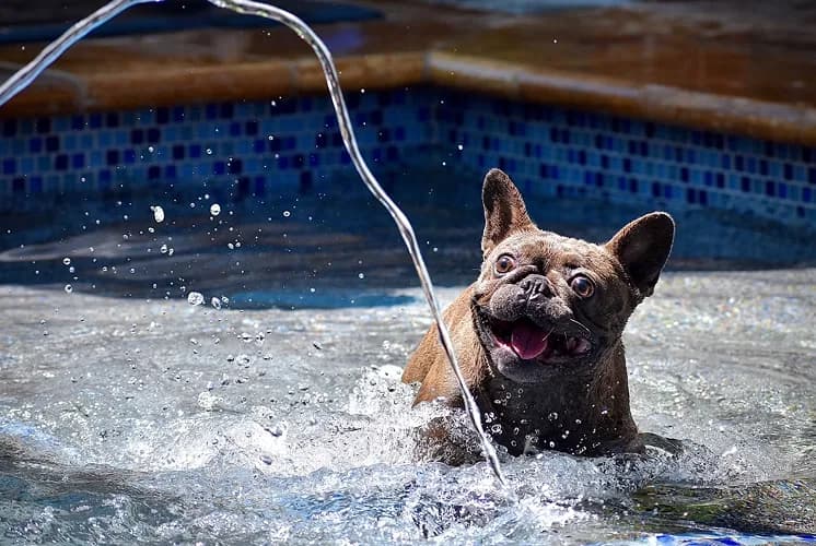 A dog cooling off in the water