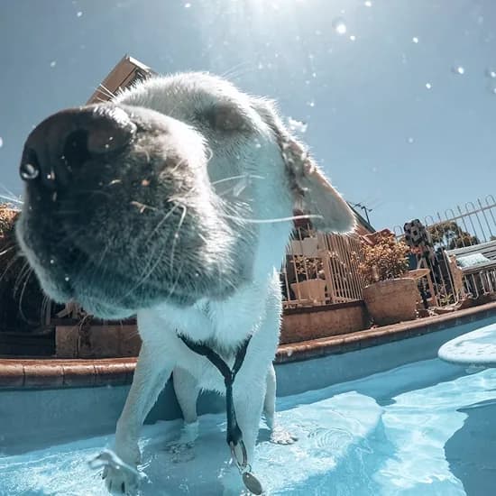 A dog shaking off water in the sun