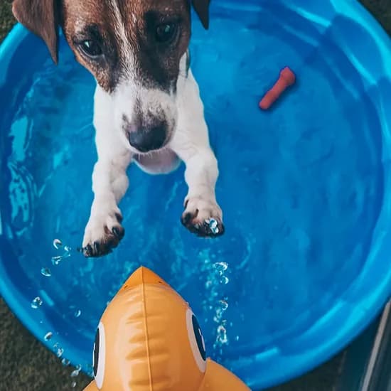 A puppy standing in a blue paddling pool