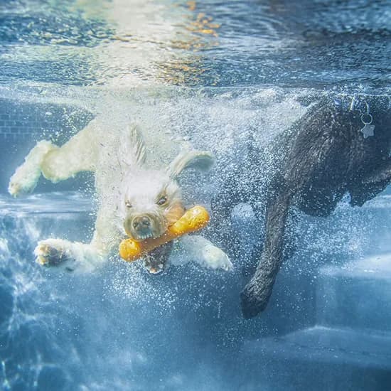 A dog diving underwater after a toy