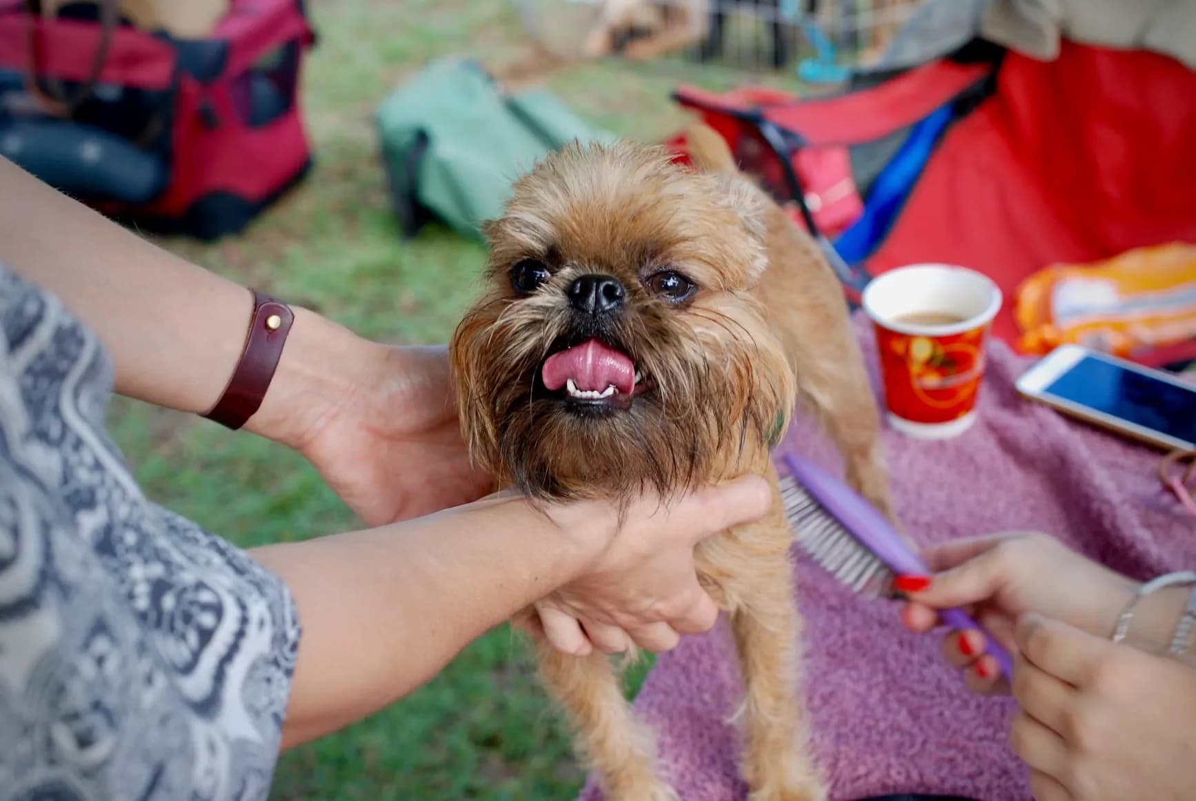 A poodle being trimmed with scissors during a groom