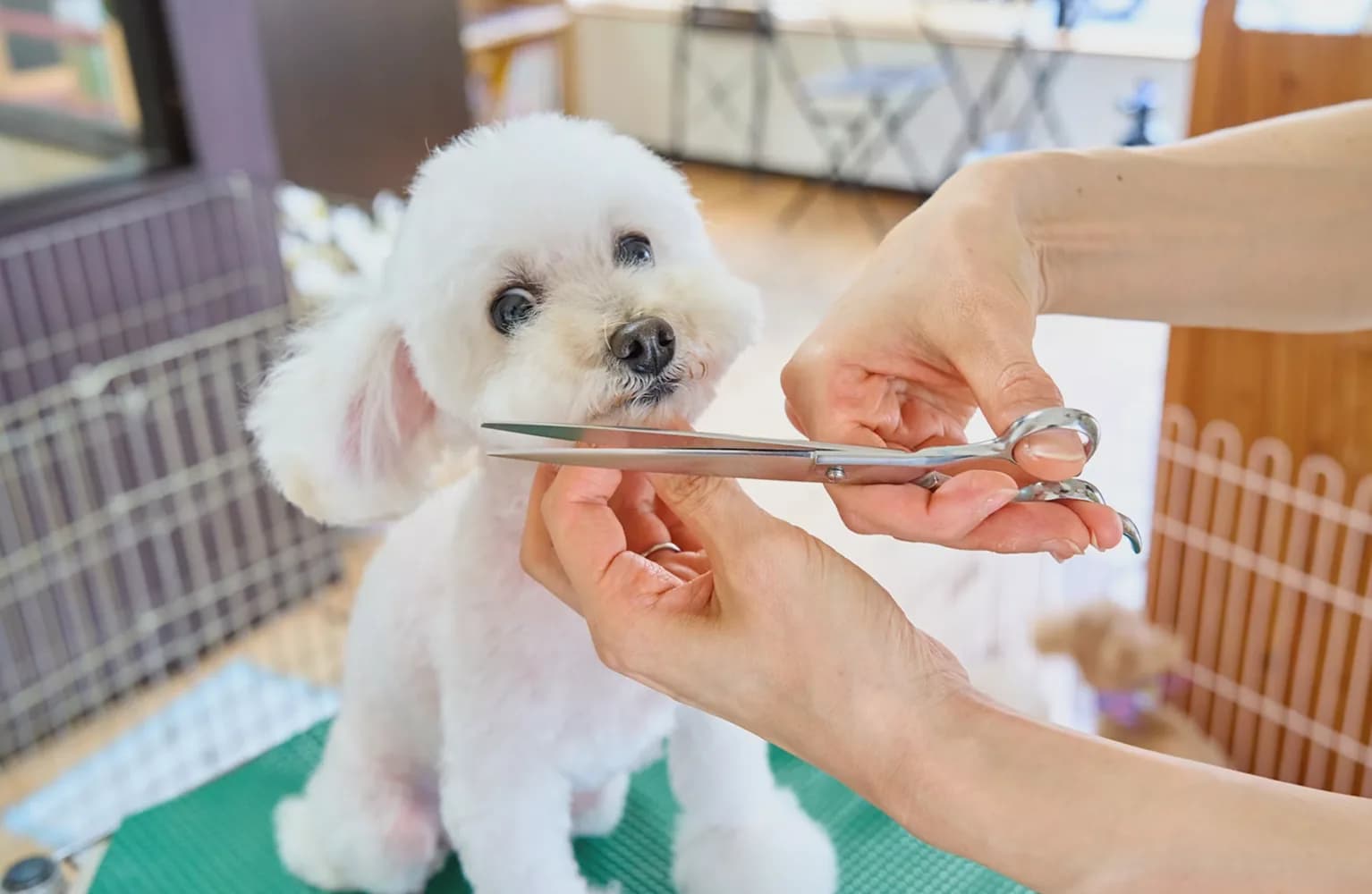 A groomer working on a dog at the grooming table