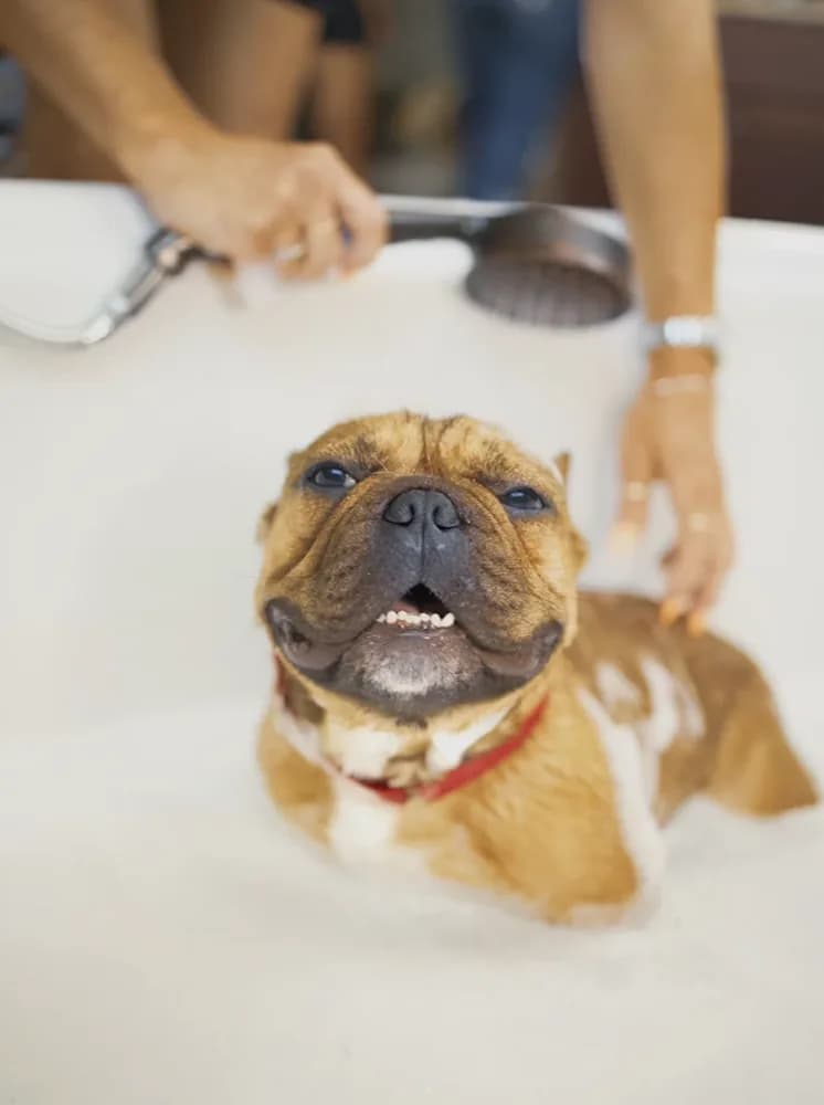 A french bulldog getting a bath