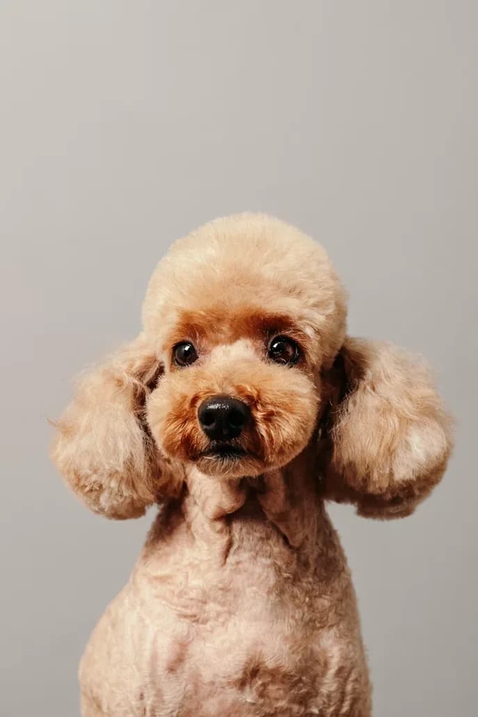 A freshly groomed dog with a bandana