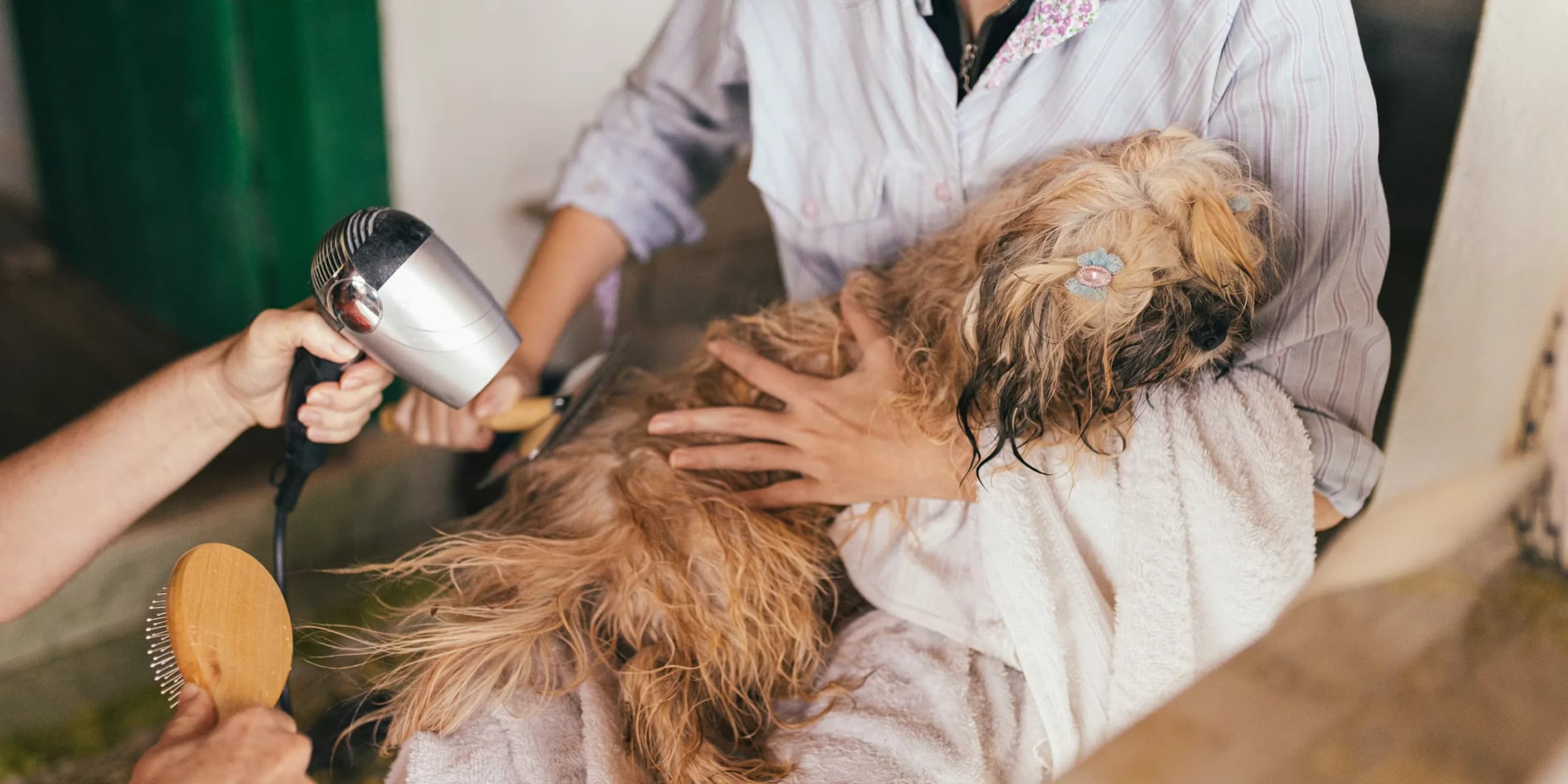 A dog being gently groomed at KOVA Sonoma