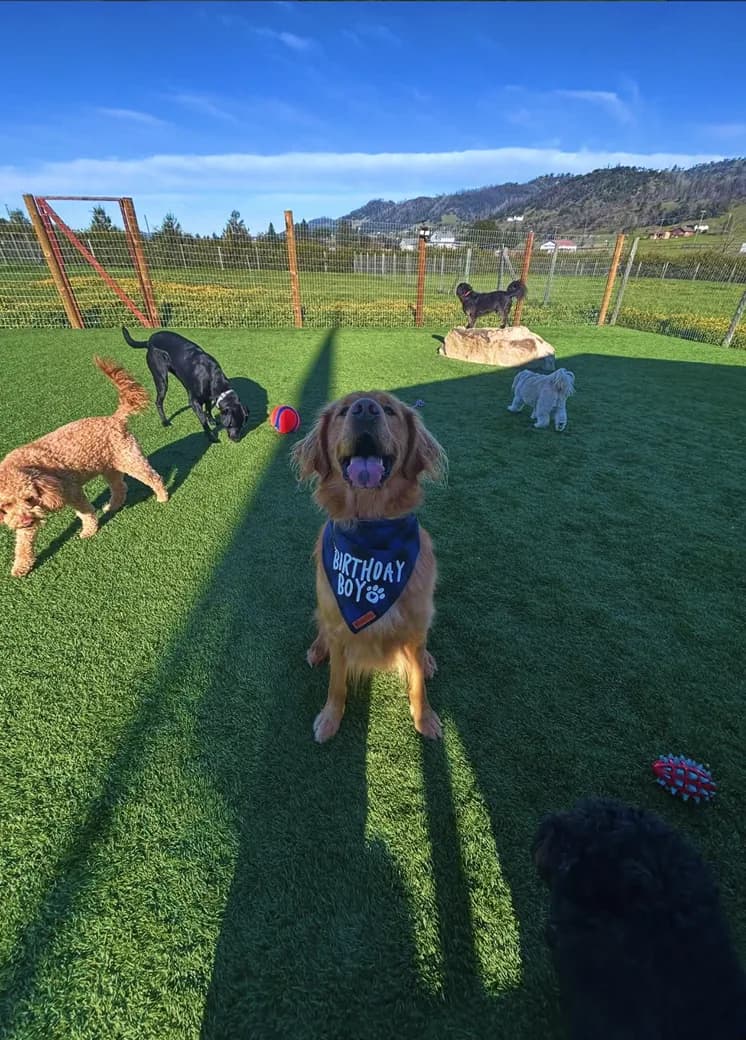 Dogs running in a large playground