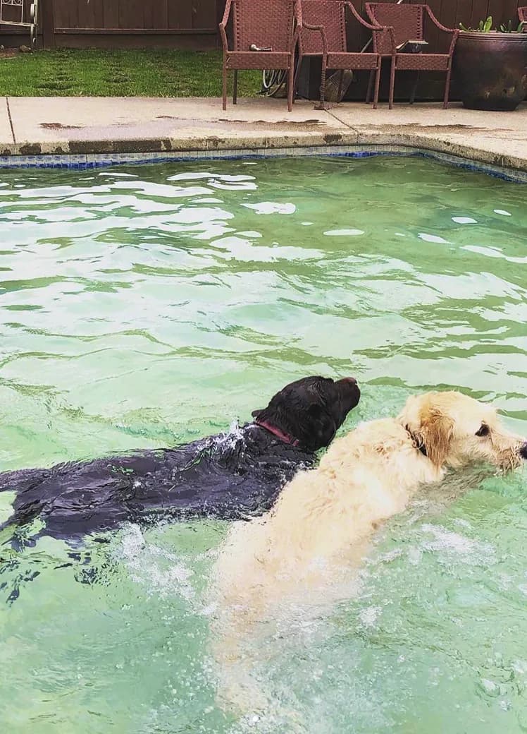 Dogs playing in the pool