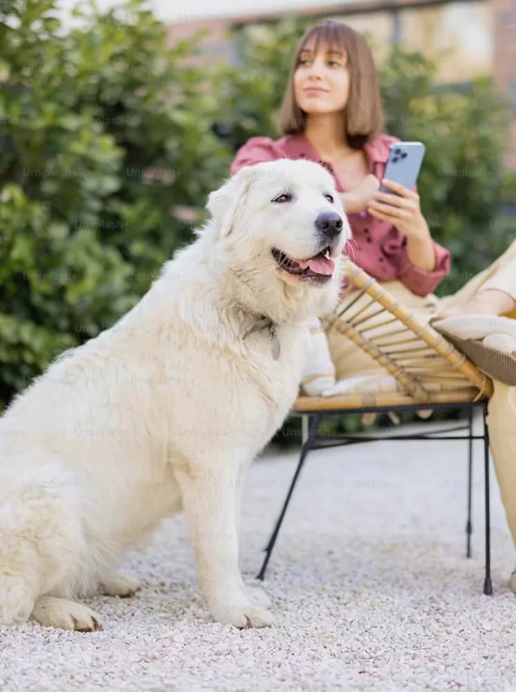 A child sitting with a dog on the grass