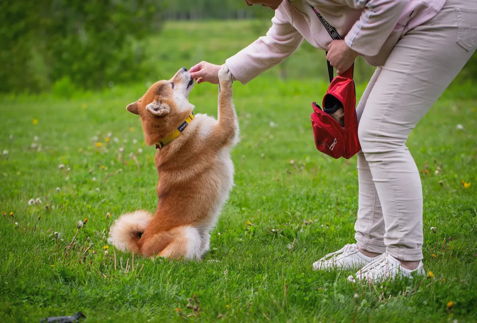 A trainer working with a dog outdoors