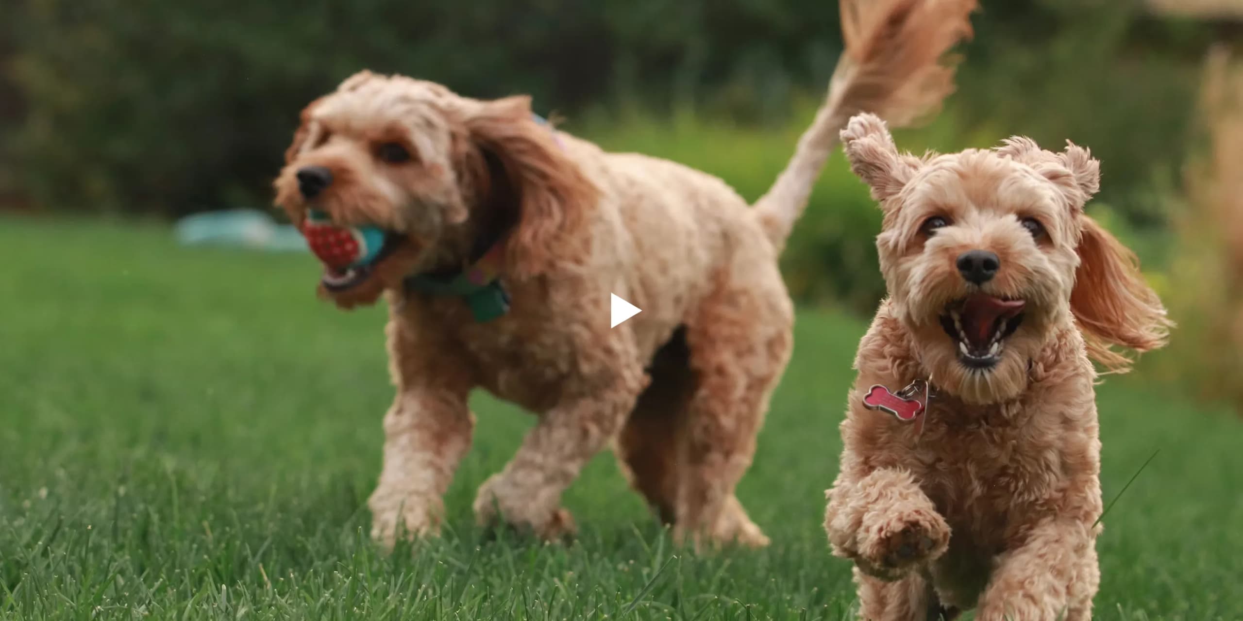 Two dogs running across a sunlit lawn at KOVA Sonoma