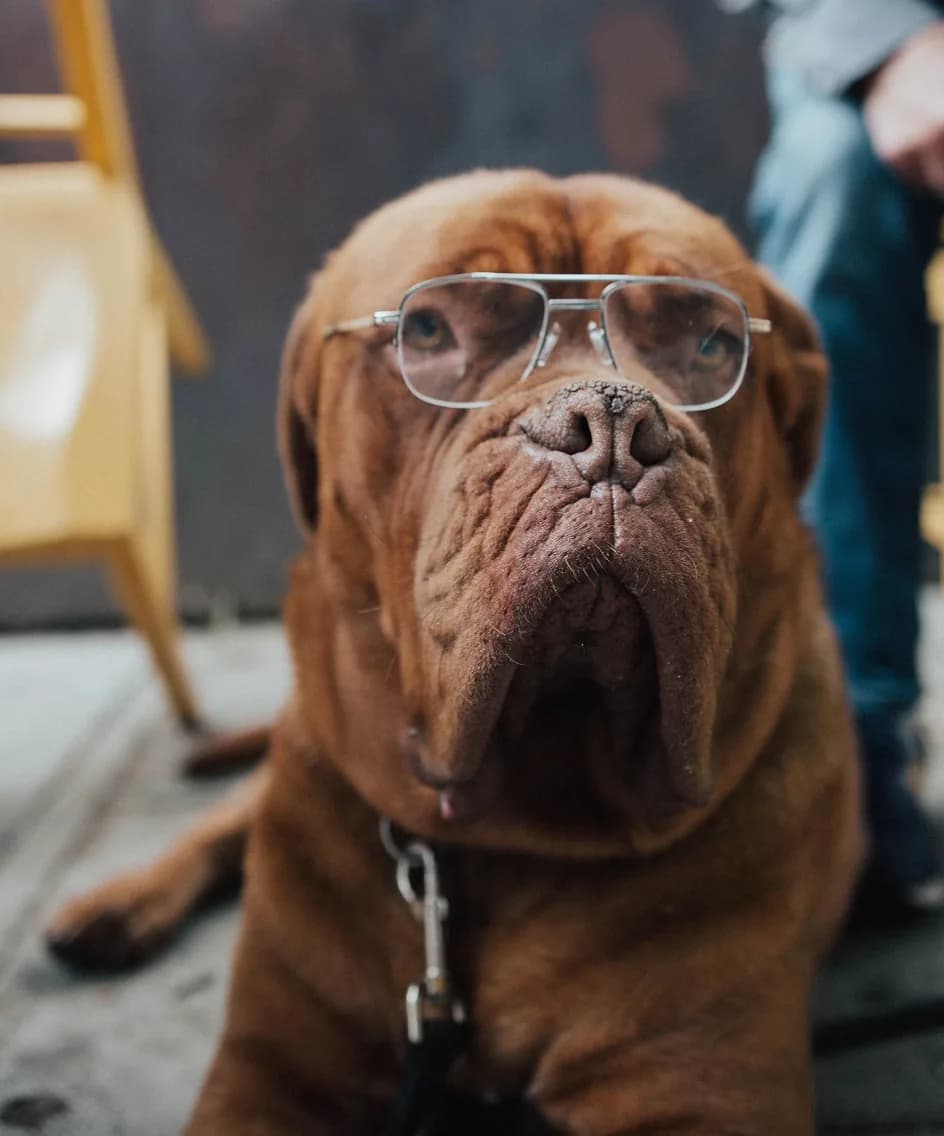 A wrinkly dog wearing glasses at KOVA Sonoma
