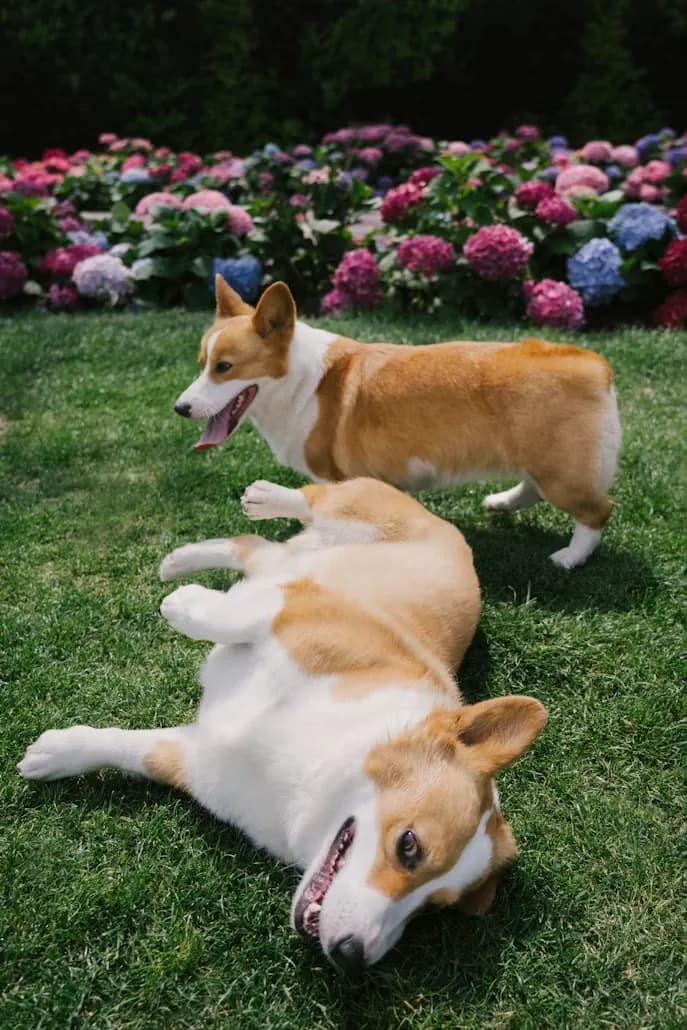 Two corgis lounging by the flower beds at KOVA Sonoma