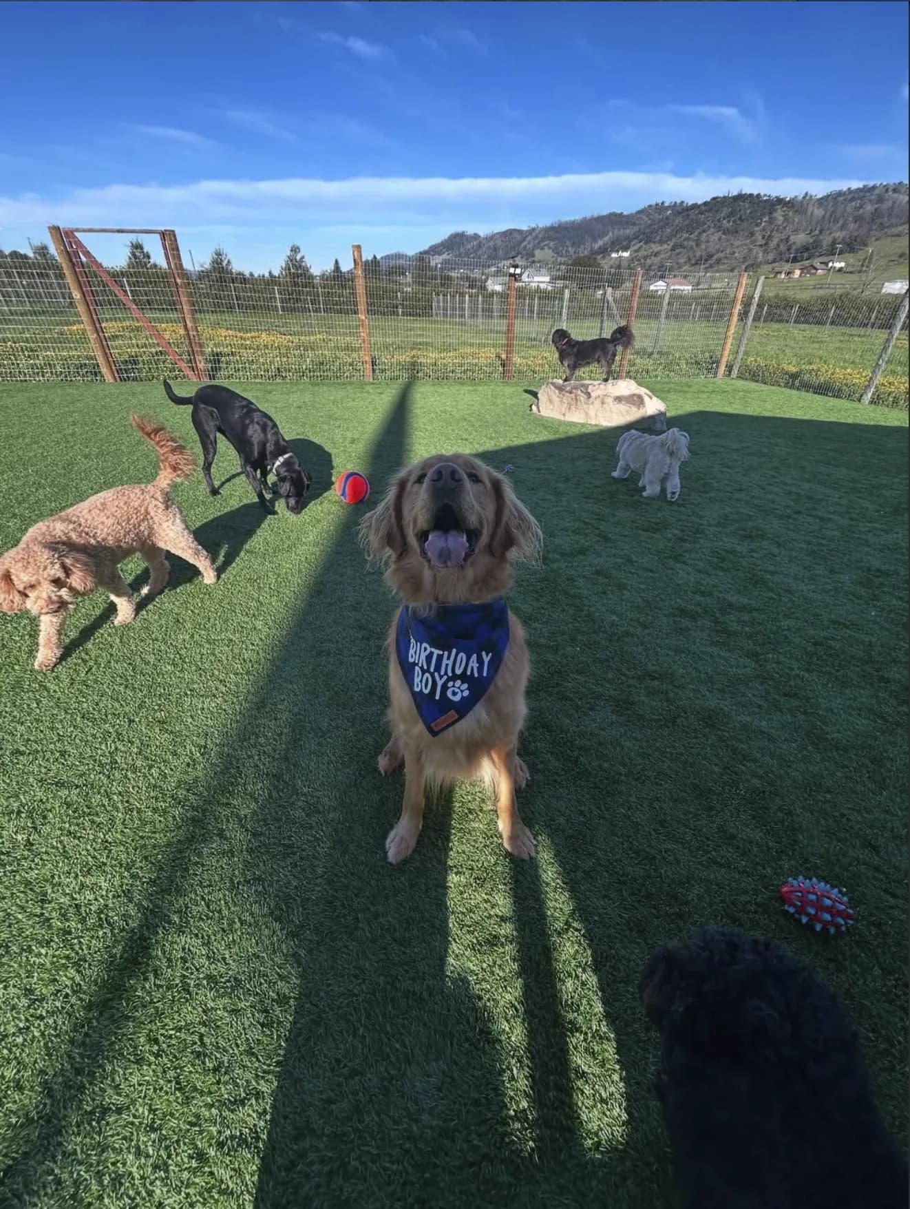 Dogs playing on the fenced turf grounds at KOVA Sonoma
