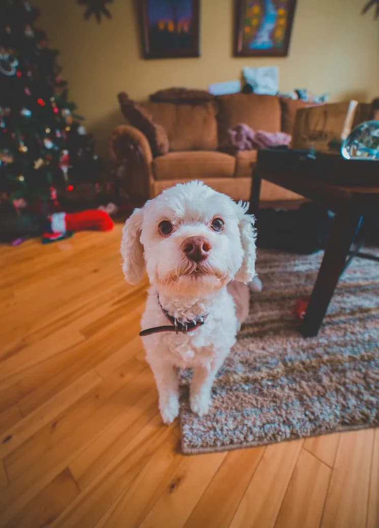 A dog relaxing at home in a KOVA Sonoma lodging room