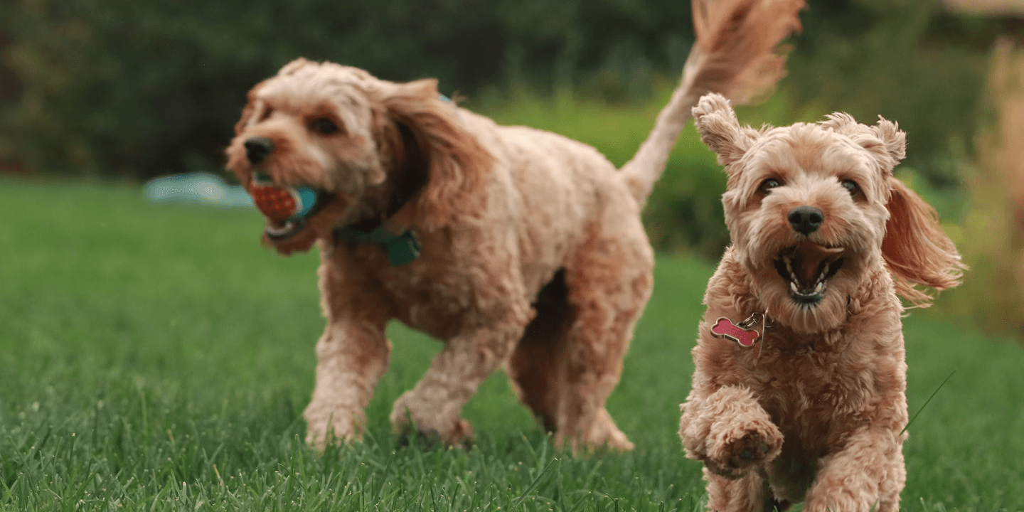 Two dogs running across a sunlit lawn at KOVA Sonoma