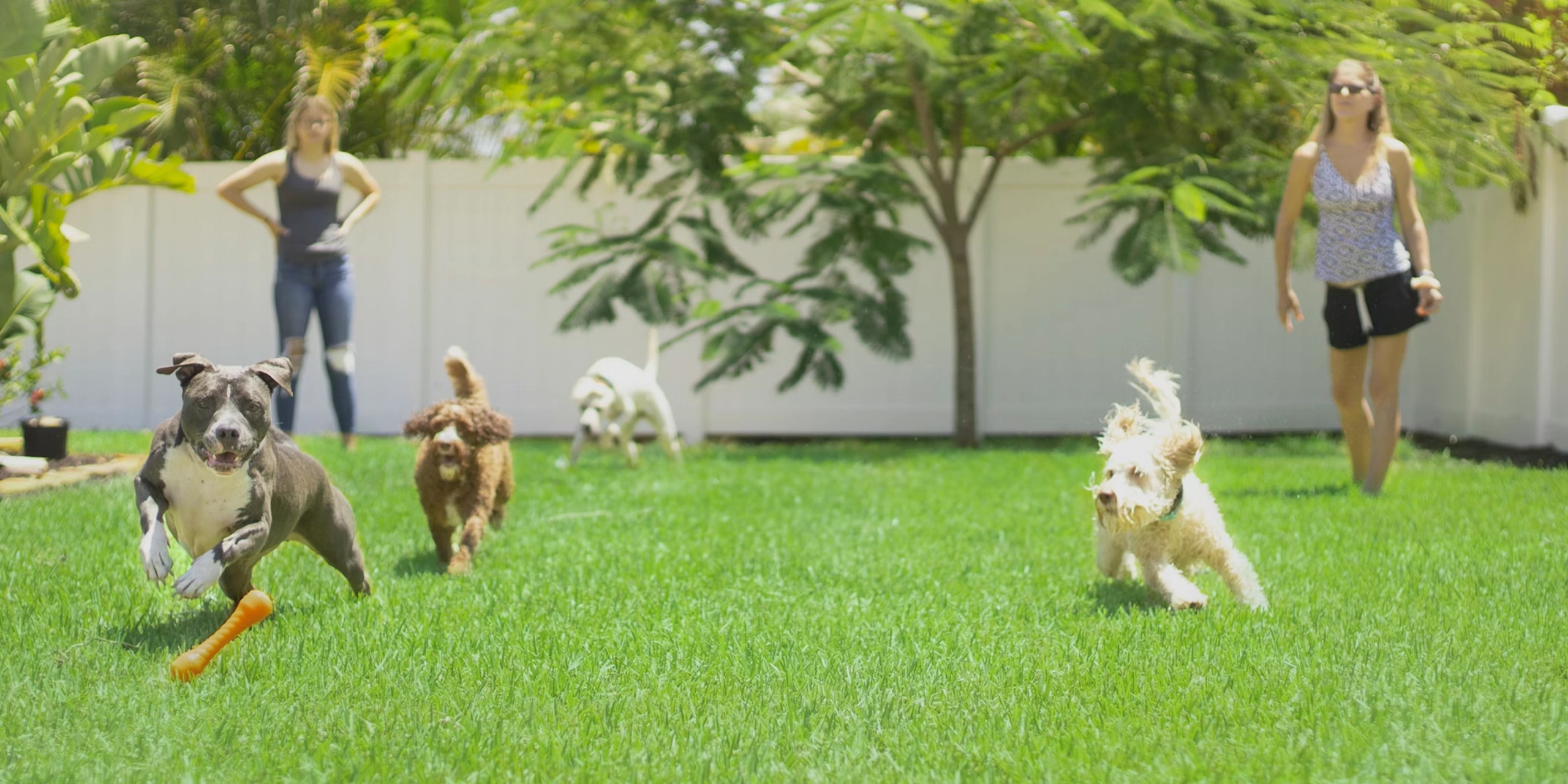 Dogs playing together on the lawn at KOVA Sonoma